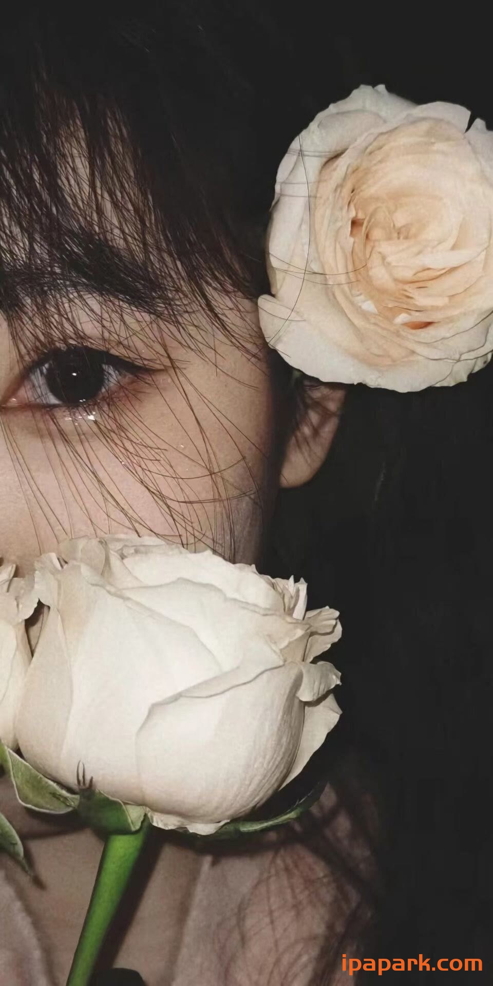 杨小哥的头像-iPA资源站