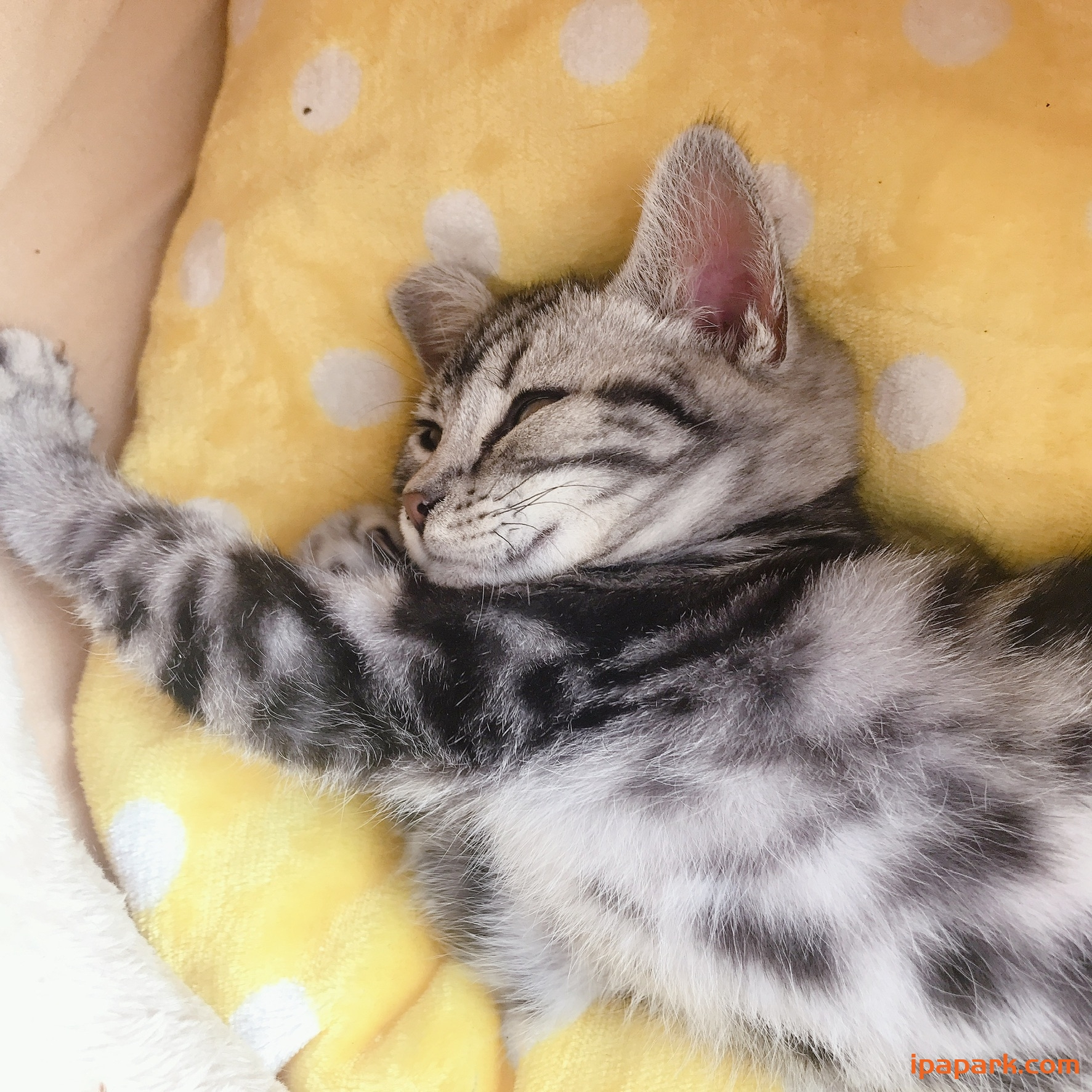 amormai的头像-iPA资源站