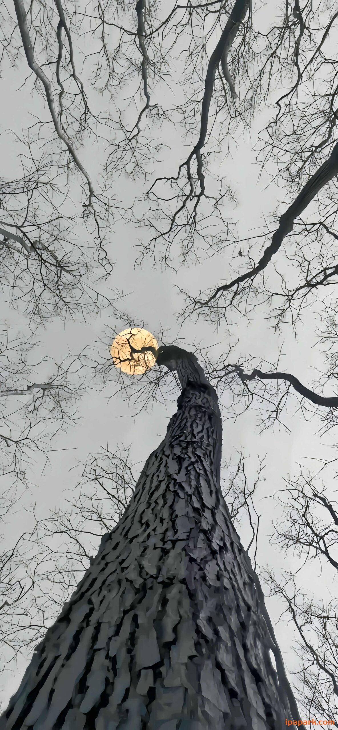 jonathan的头像-iPA资源站