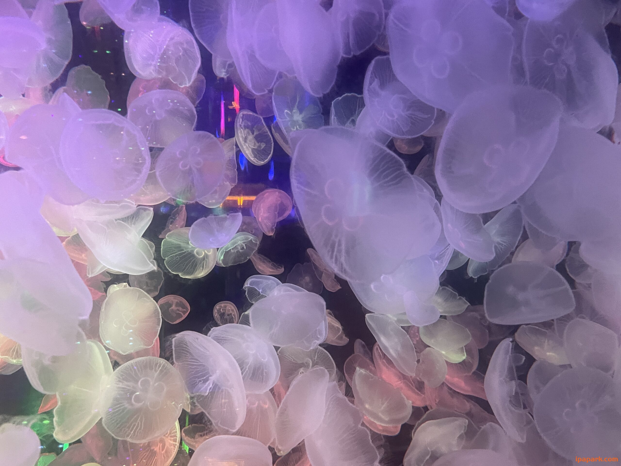 nan1的头像-iPA资源站