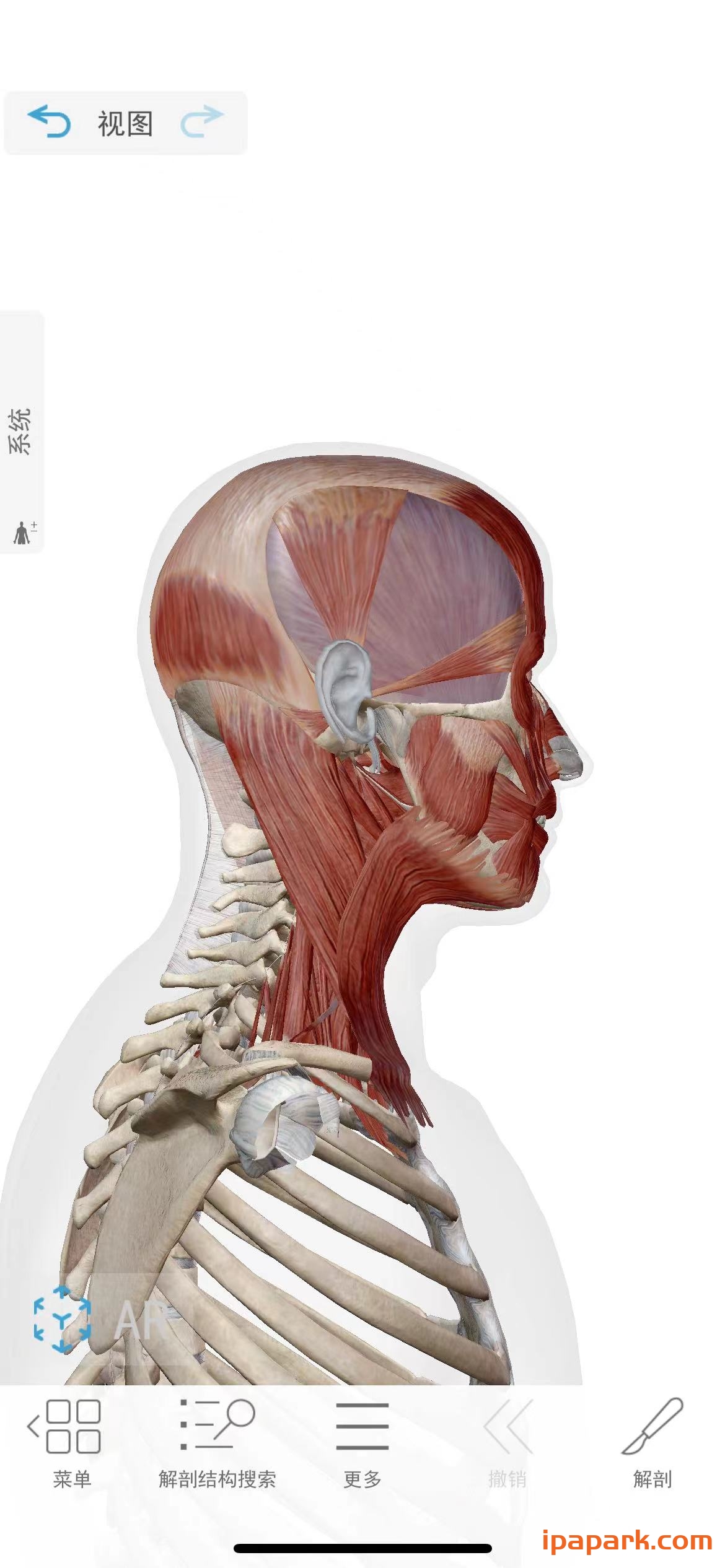 图片[2]-肌肉与运动机能学 9.00.050-iPA资源站
