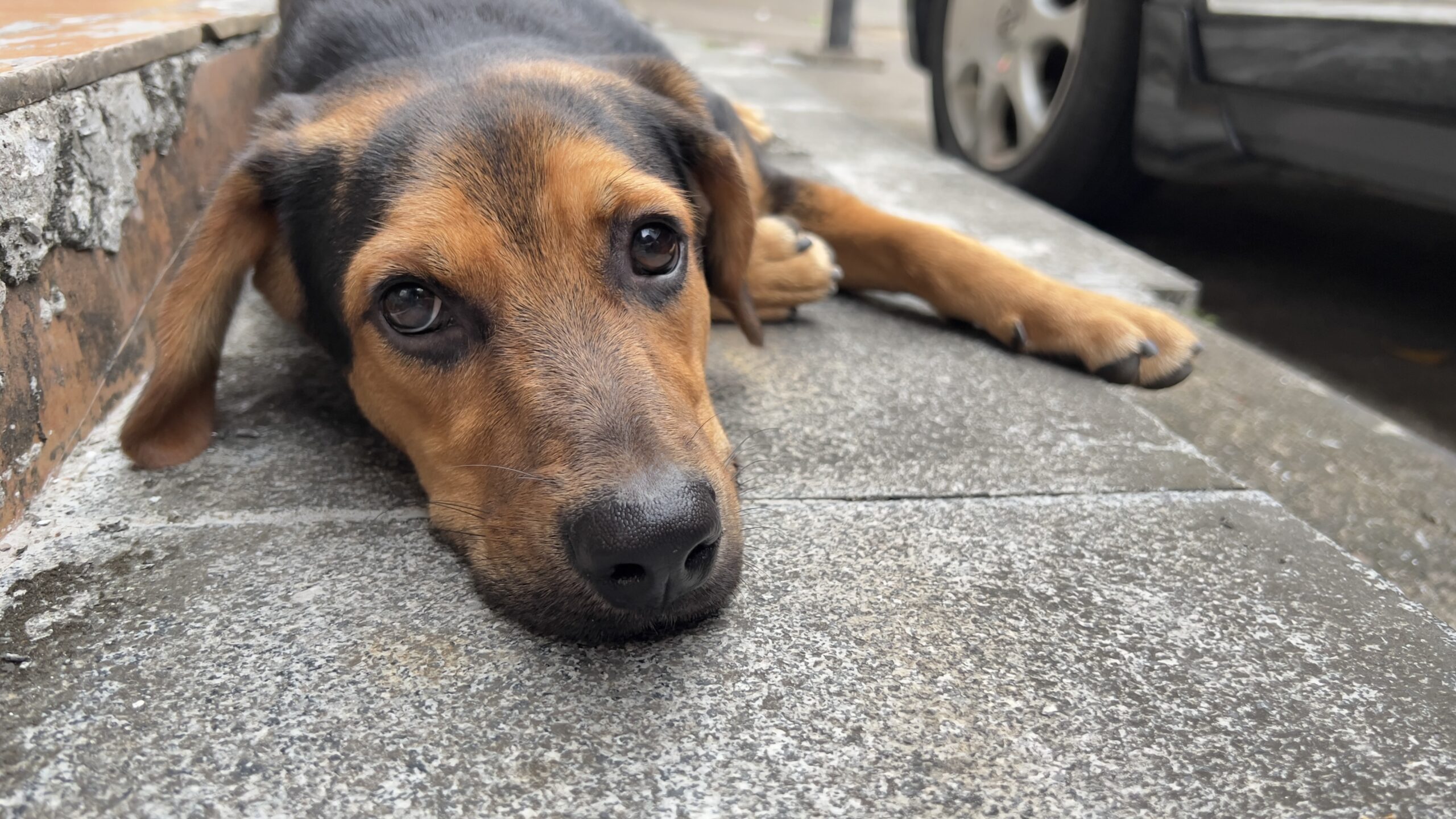 咩咩97的头像-iPA资源站