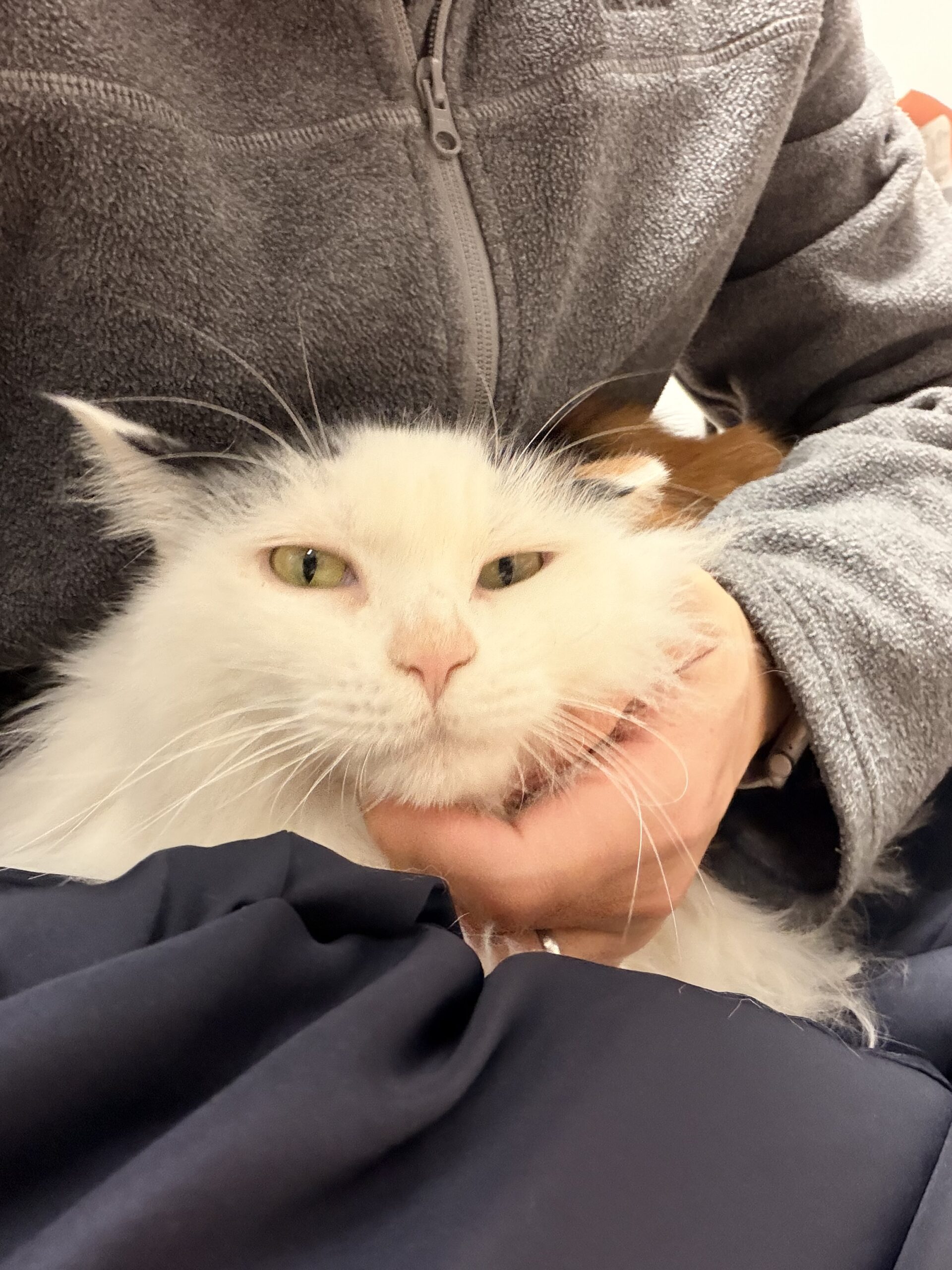 xiaobo的头像-iPA资源站