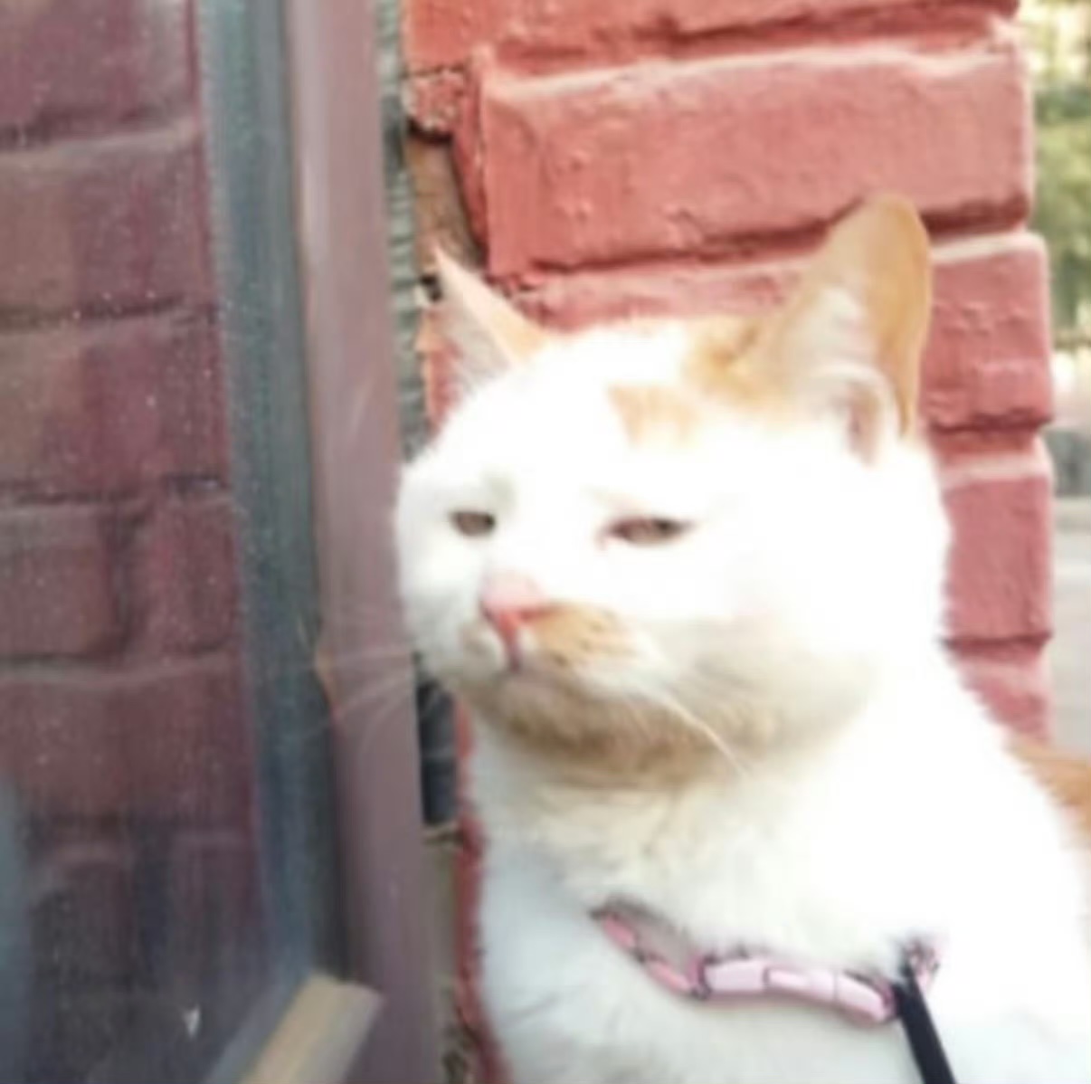 6z11111的头像-iPA资源站